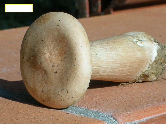 buoni soggetti da definire...